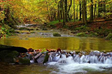 image of a stream in a forest